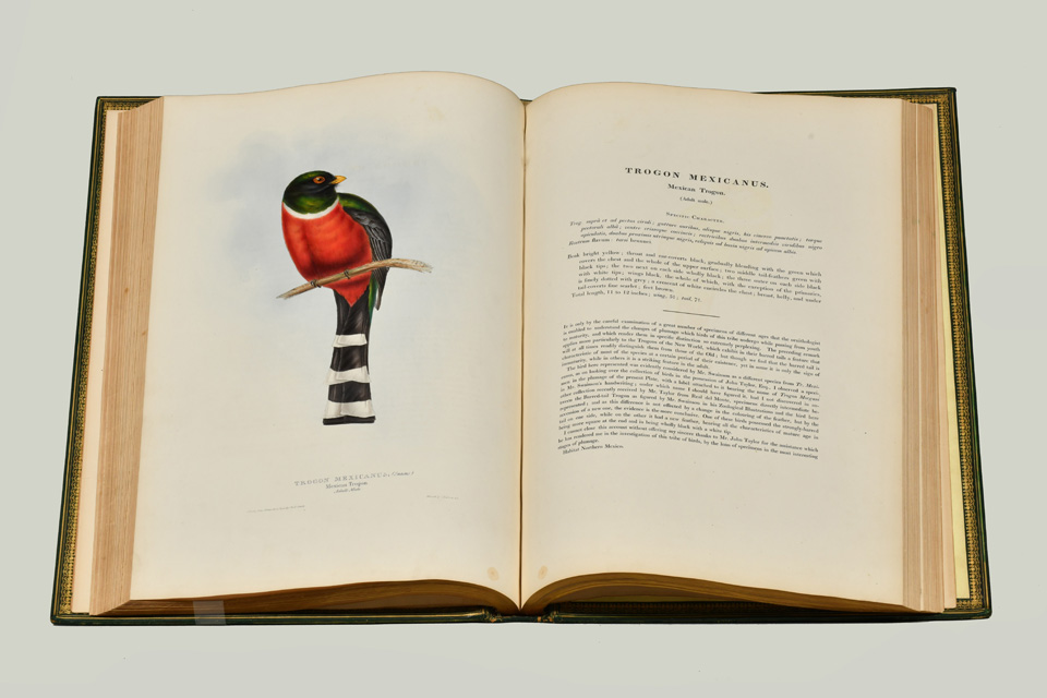 ジョン・グールドの鳥類図譜 | 玉川大学教育博物館