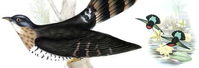 ジョン・グールドの鳥類図譜 | 玉川大学教育博物館